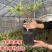 猕猴桃盆栽苗，当年种植当年挂果，红心带叶发货