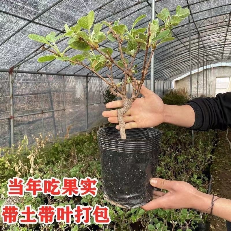 猕猴桃盆栽苗，当年种植当年挂果，红心带叶发货