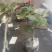 猕猴桃盆栽苗，当年种植当年挂果，红心带叶发货