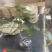 猕猴桃盆栽苗，当年种植当年挂果，红心带叶发货