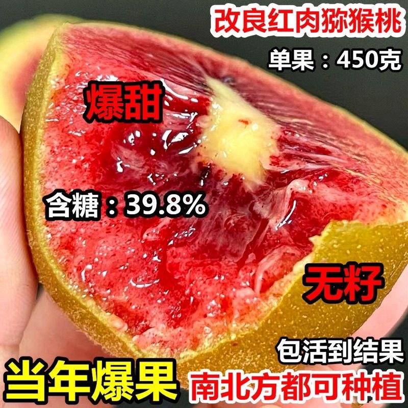猕猴桃盆栽苗，当年种植当年挂果，红心带叶发货