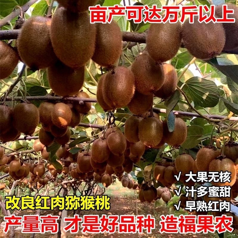 猕猴桃盆栽苗，当年种植当年挂果，红心带叶发货