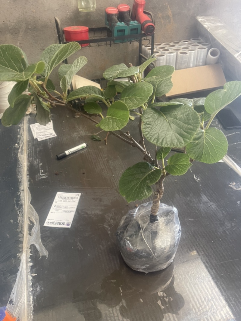 猕猴桃盆栽苗，当年种植当年挂果，红心带叶发货
