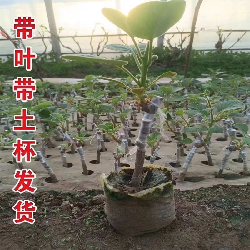 黄心猕猴桃盆栽树苗，带盆带叶发货，当年挂果