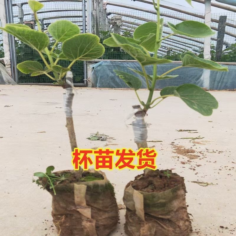 黄心猕猴桃盆栽树苗，带盆带叶发货，当年挂果