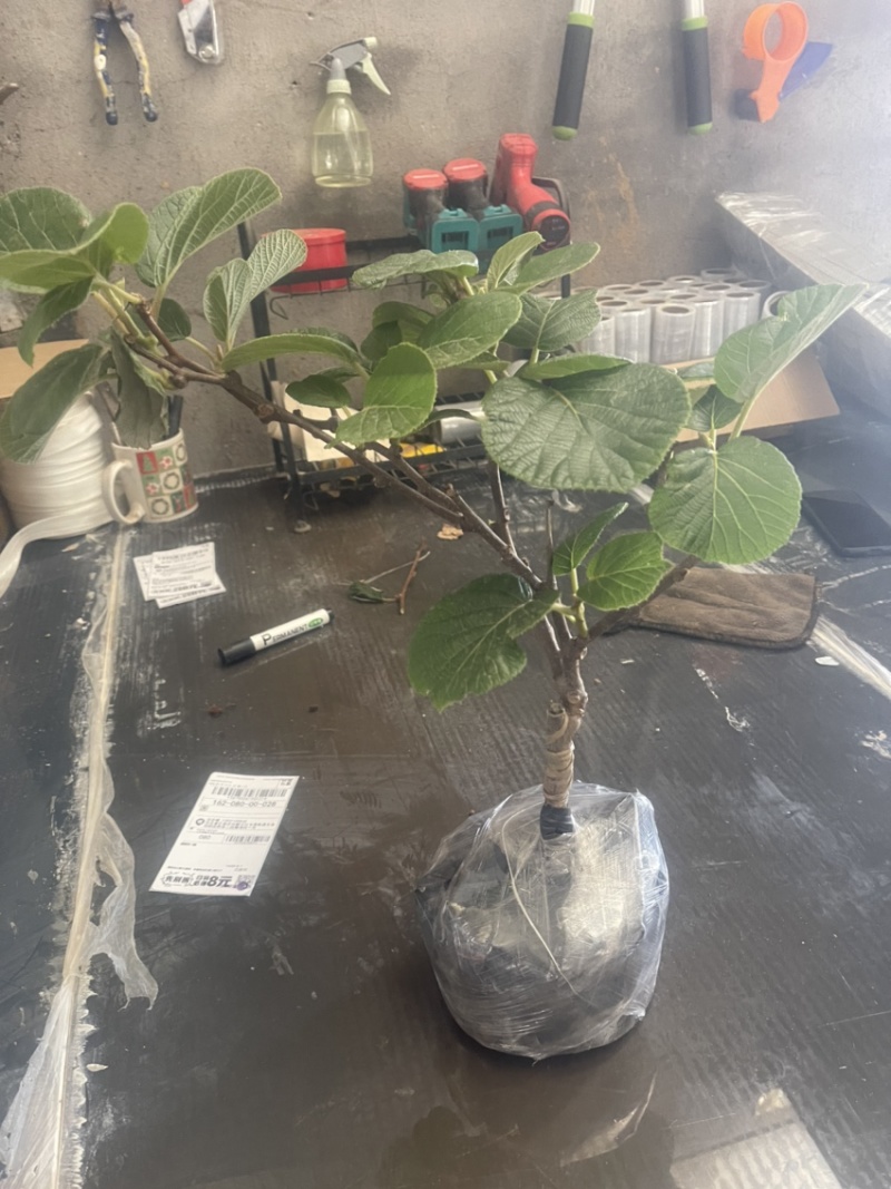 黄心猕猴桃盆栽树苗，带盆带叶发货，当年挂果