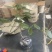 黄心猕猴桃盆栽树苗，带盆带叶发货，当年挂果