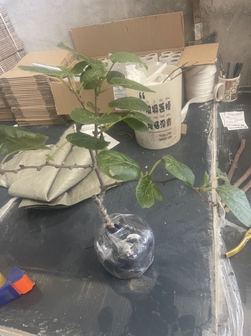 黄心猕猴桃盆栽树苗，带盆带叶发货，当年挂果