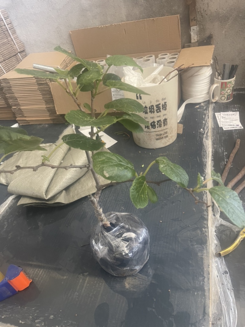 黄心猕猴桃盆栽树苗，带盆带叶发货，当年挂果