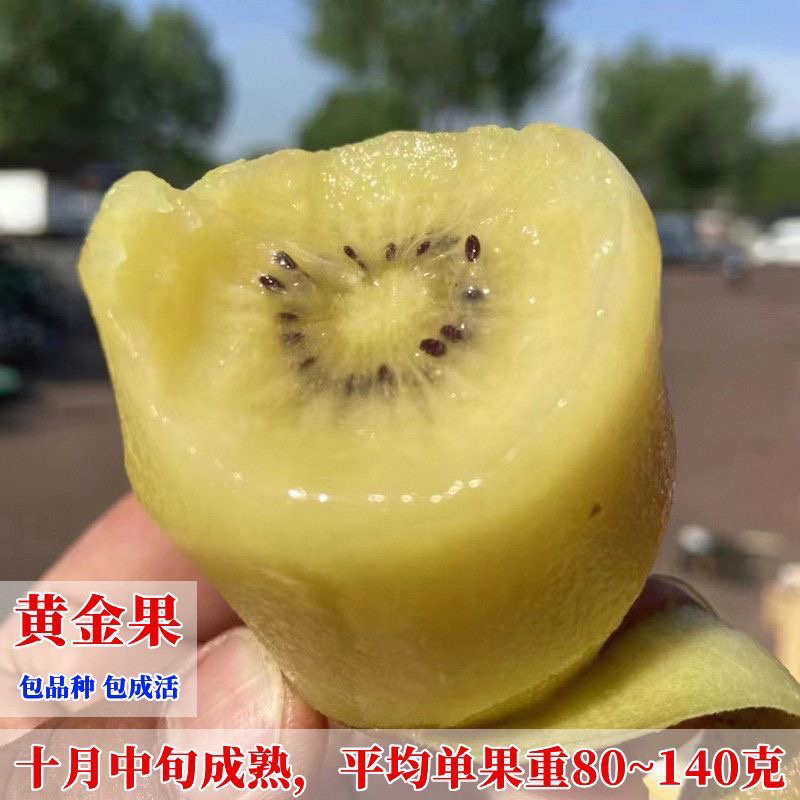 黄心猕猴桃盆栽树苗，带盆带叶发货，当年挂果