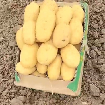 产地大量供应新鲜黄心土豆白心土豆全国发货接车可以一件代发