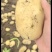 产地大量供应新鲜黄心土豆白心土豆全国发货接车可以一件代发