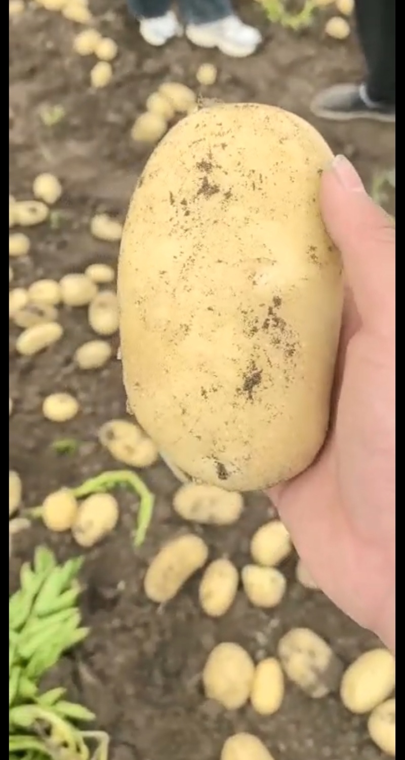产地大量供应新鲜黄心土豆白心土豆全国发货接车可以一件代发
