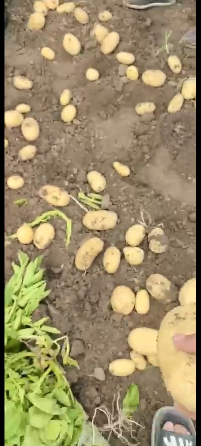产地大量供应新鲜黄心土豆白心土豆全国发货接车可以一件代发