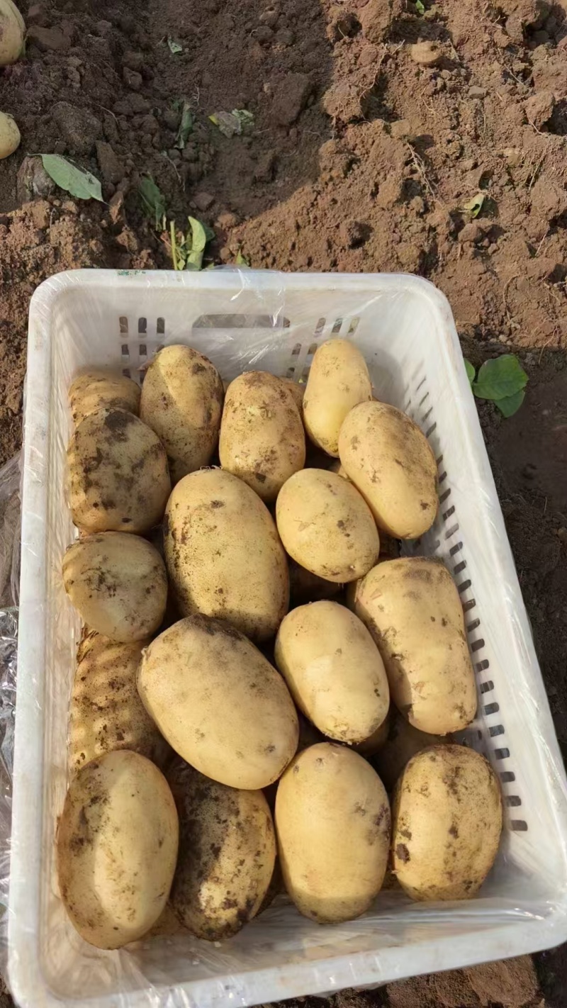 产地大量供应新鲜黄心土豆白心土豆全国发货接车可以一件代发