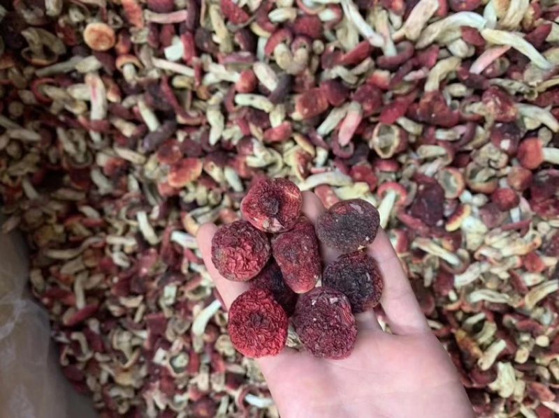 野生红菇批发蓝底红菇干货批发红菇礼盒批发