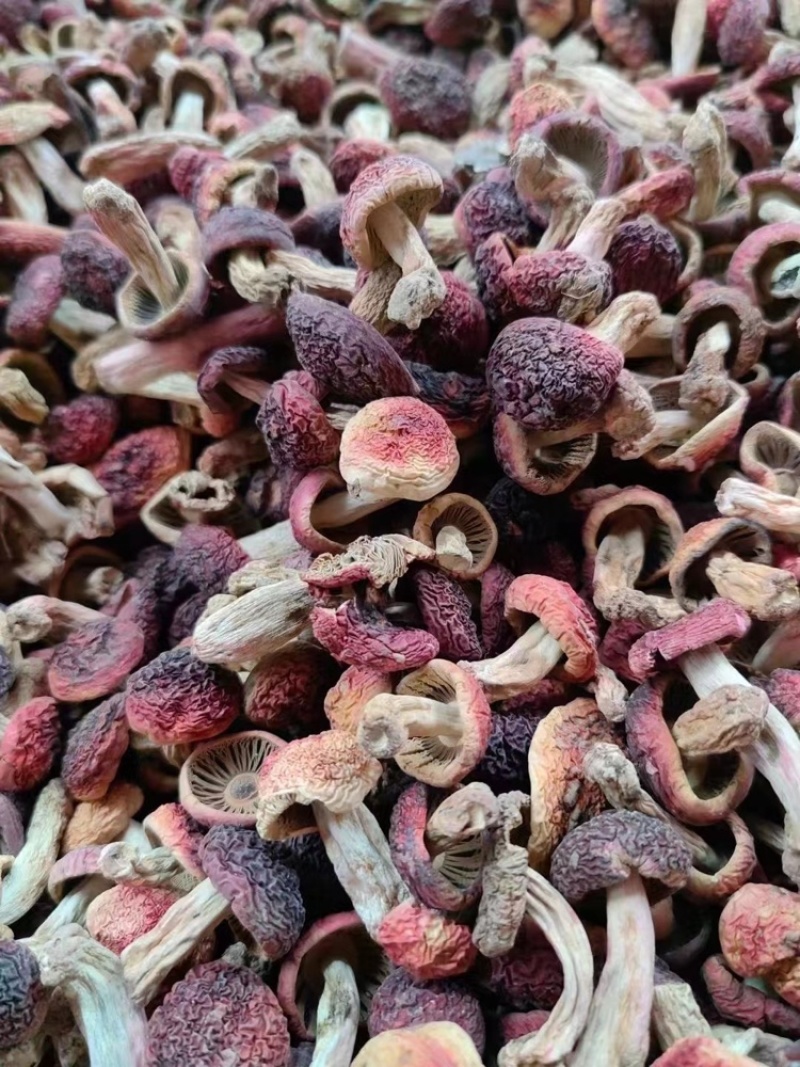 野生红菇批发蓝底红菇干货批发红菇礼盒批发