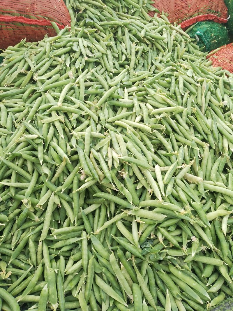 金堂青豌豆大量上市