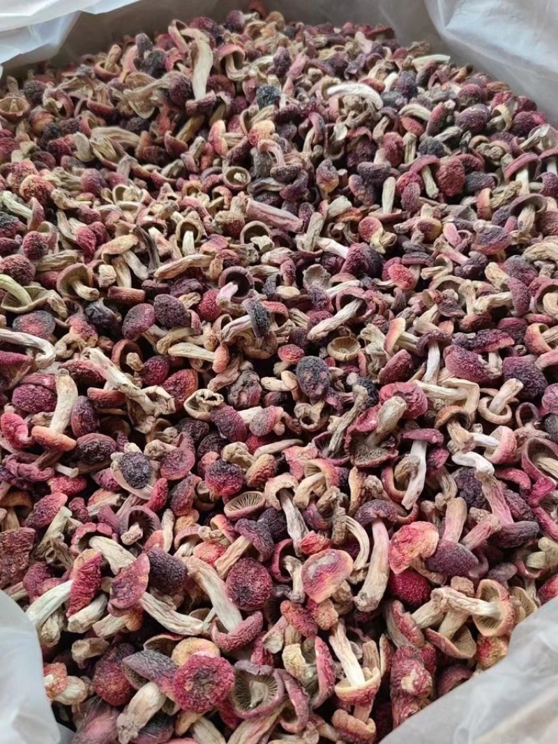 野生红菇批发蓝底红菇干货批发红菇礼盒批发