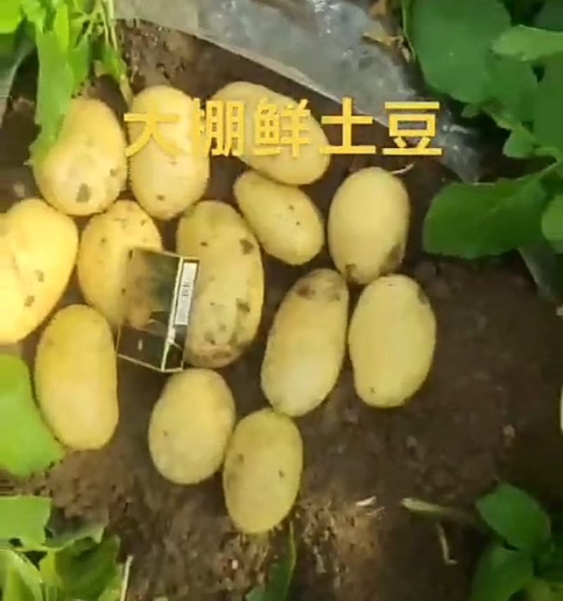 产地大量供应新鲜黄心土豆全国发货接车个大圆溜可以一件代发