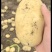 黄心土豆白心土豆产地大量供应优质新鲜黄心白心土豆全国发货