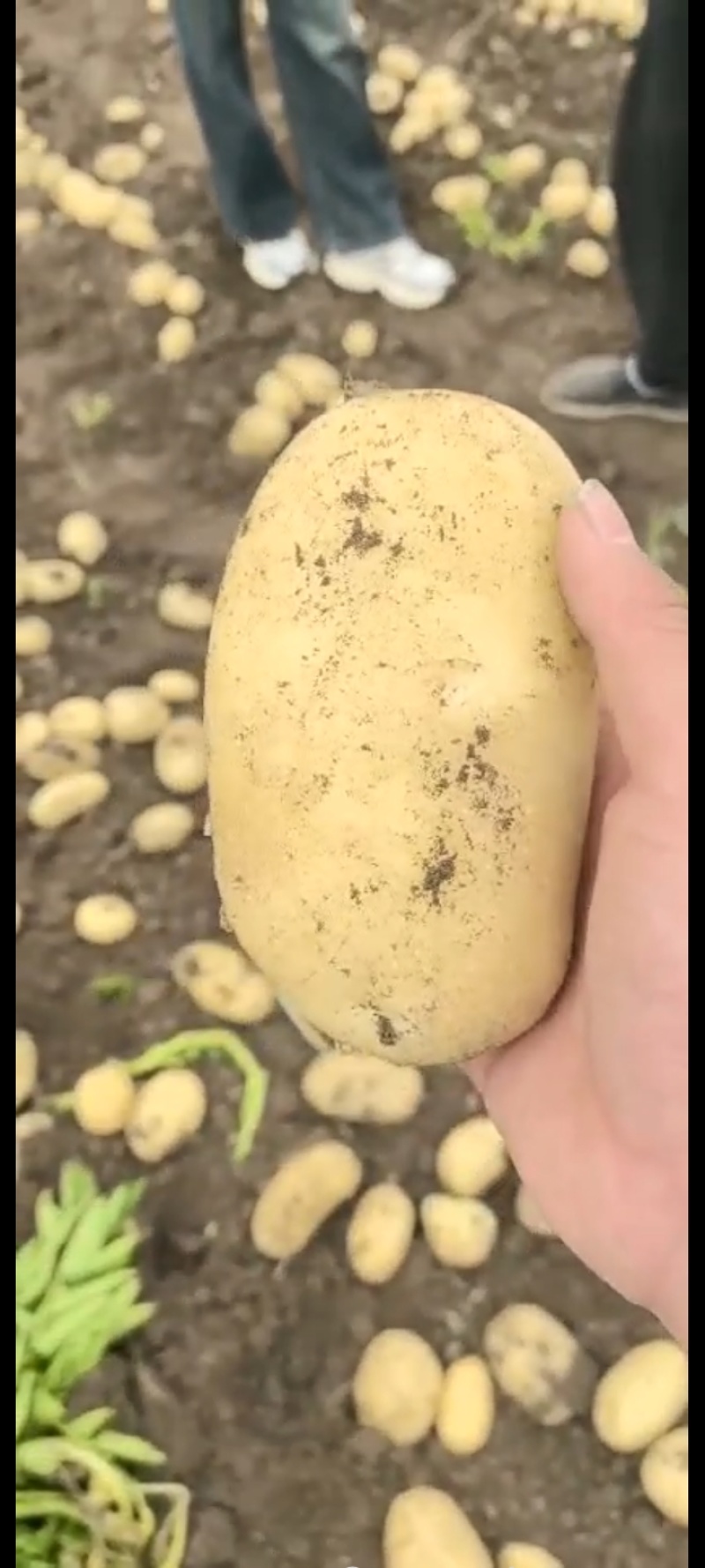 黄心土豆白心土豆产地大量供应优质新鲜黄心白心土豆全国发货