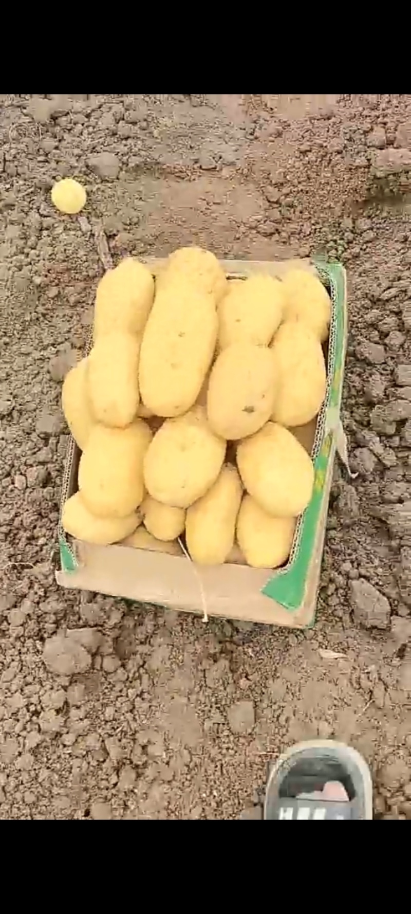 黄心土豆白心土豆产地大量供应优质新鲜黄心白心土豆全国发货