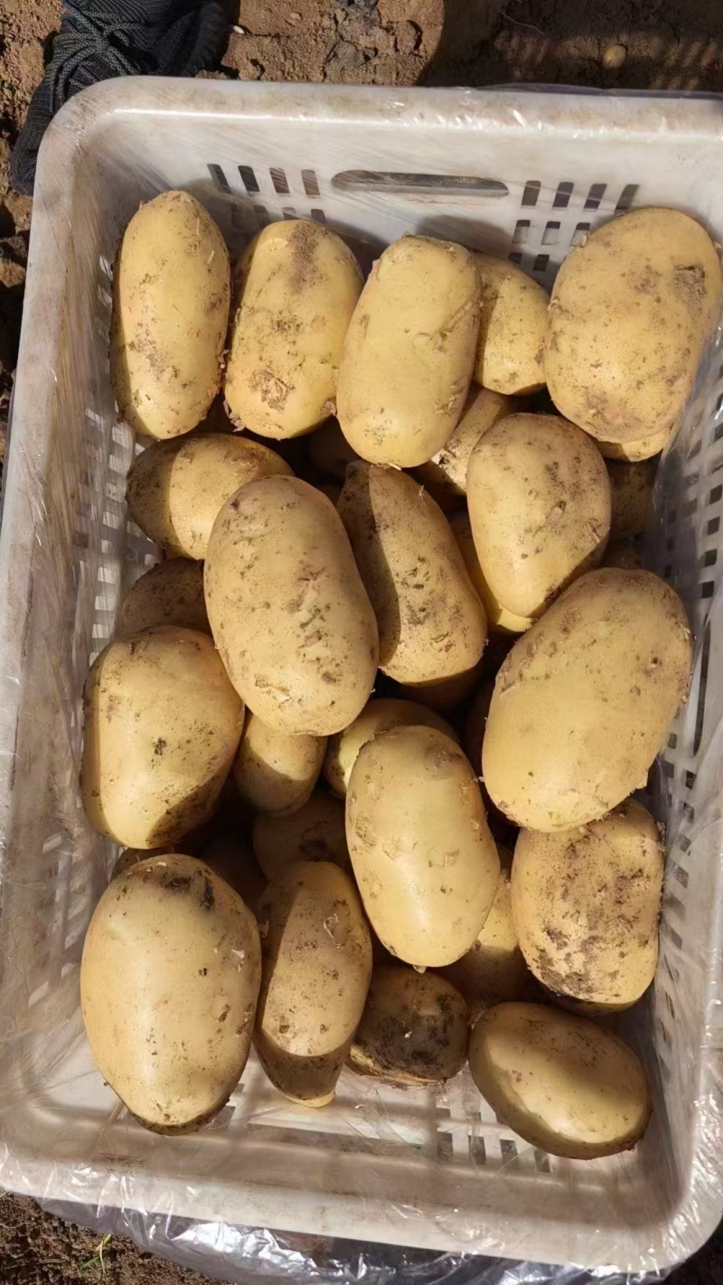 黄心土豆白心土豆产地大量供应优质新鲜黄心白心土豆全国发货
