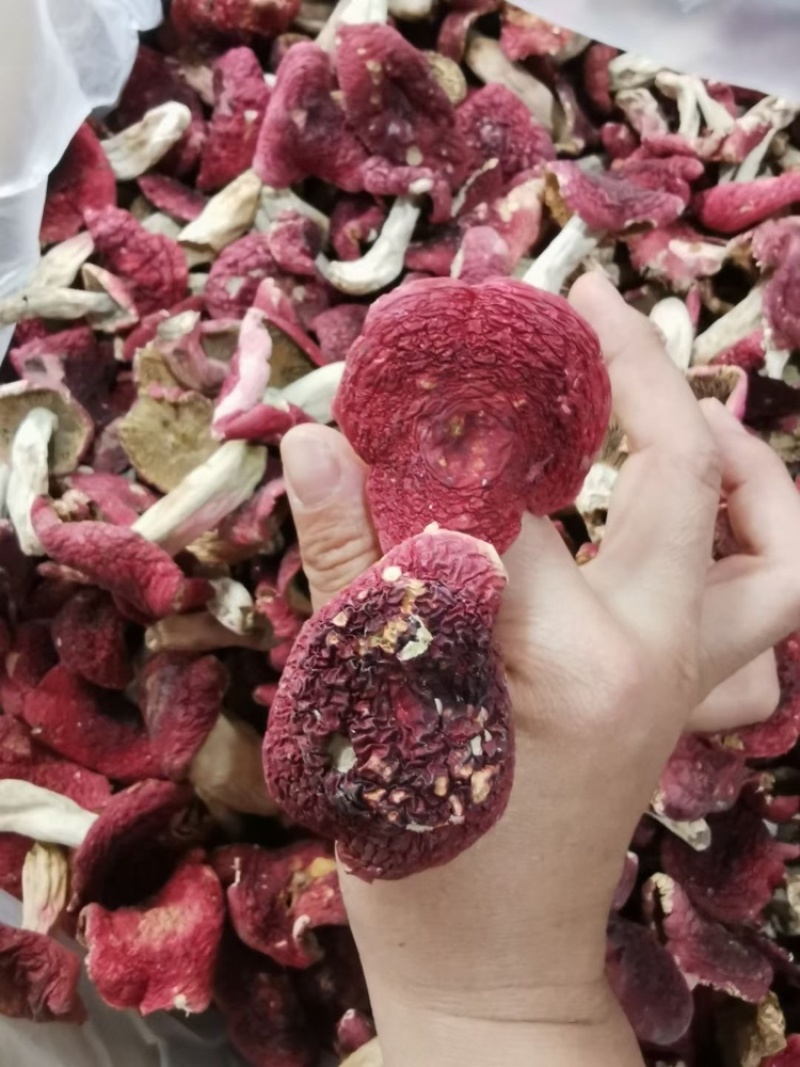 野生红菇批发蓝底红菇干货批发红菇礼盒批发