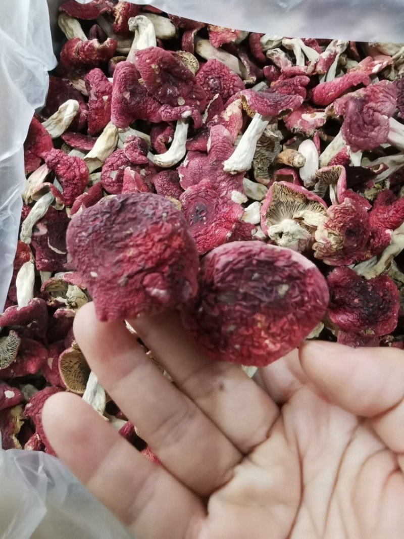 野生红菇批发蓝底红菇干货批发红菇礼盒批发