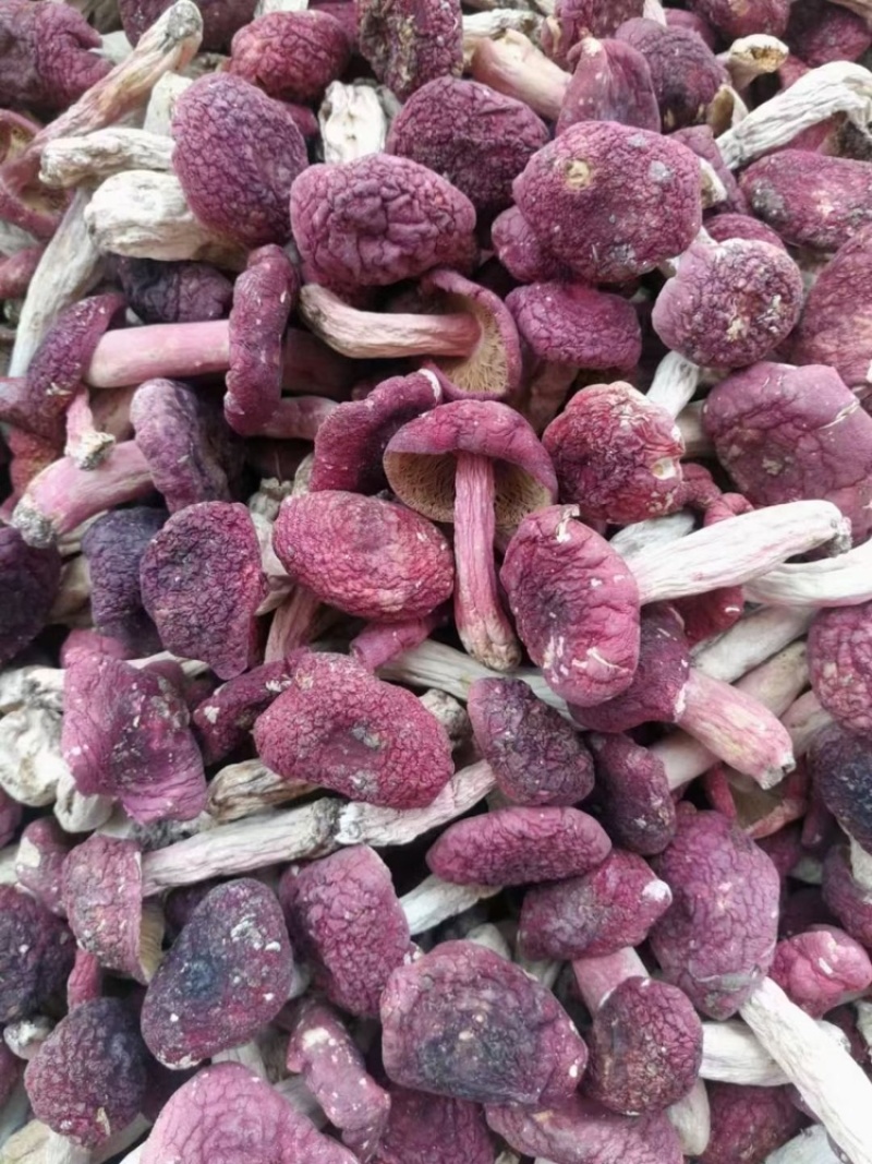 野生红菇批发蓝底红菇干货批发红菇礼盒批发