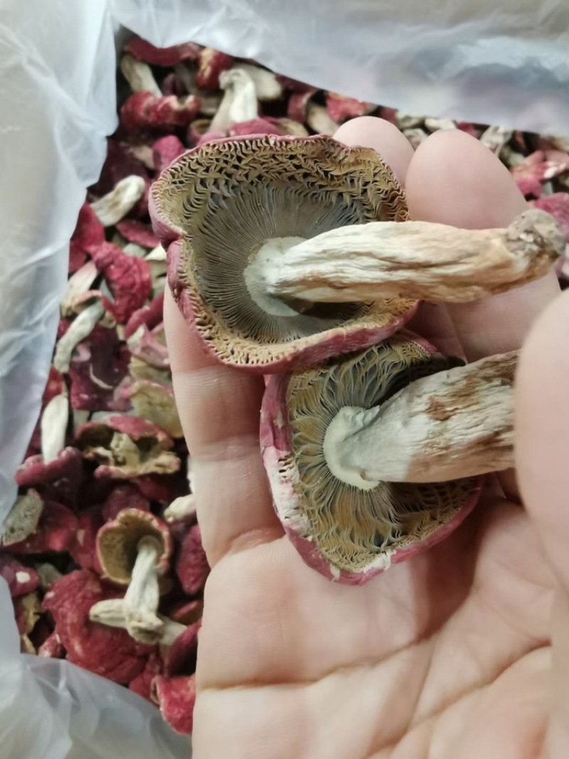 野生红菇批发蓝底红菇干货批发红菇礼盒批发