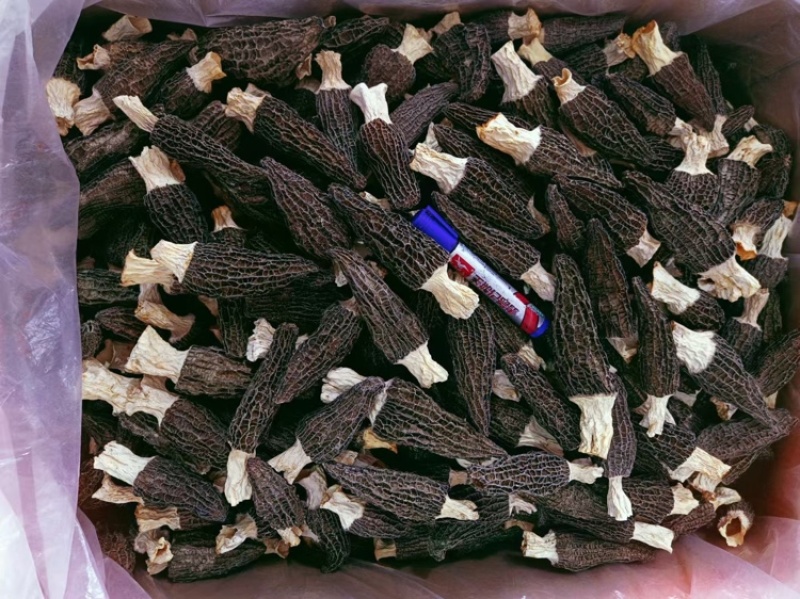 羊肚菌批发羊肚菌干货批发羊肚菌礼盒批发
