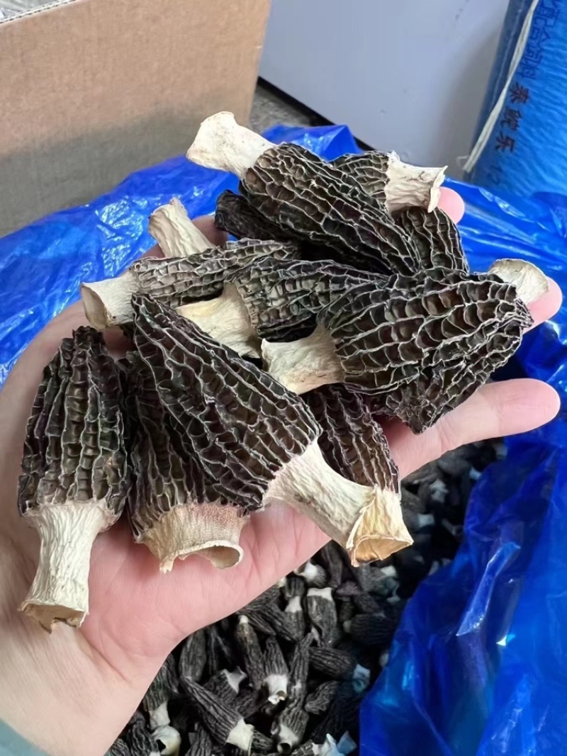 羊肚菌批发羊肚菌干货批发羊肚菌礼盒批发