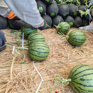 小糖丸西瓜