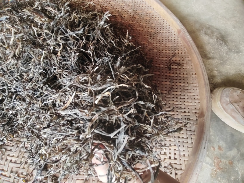 勐海县布朗山普洱茶大树混采乔木货源充足