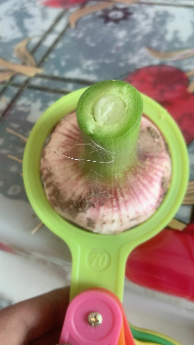 河北精品苗绿紫皮大蒜，产地直发，欢迎电话联系