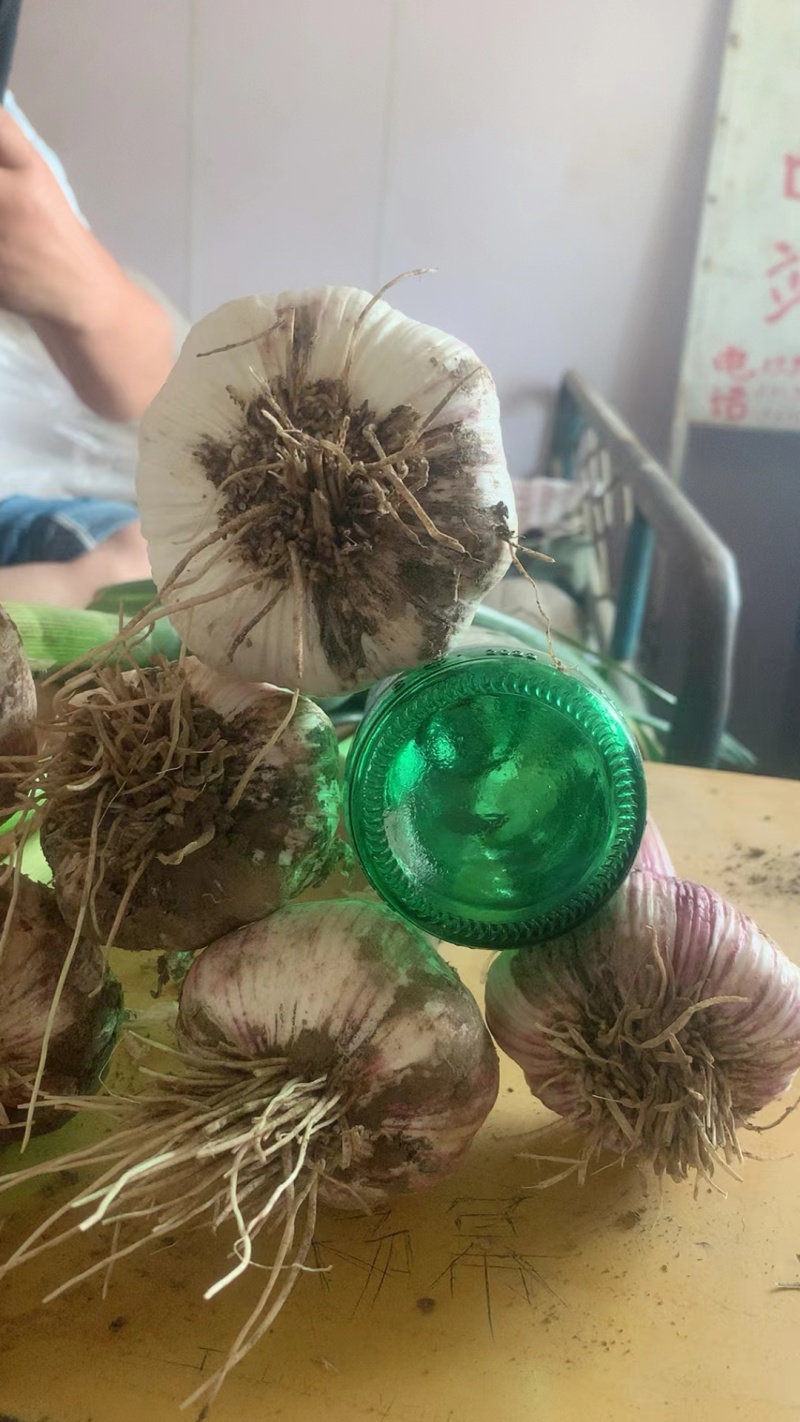 河北精品苗绿紫皮大蒜，产地直发，欢迎电话联系
