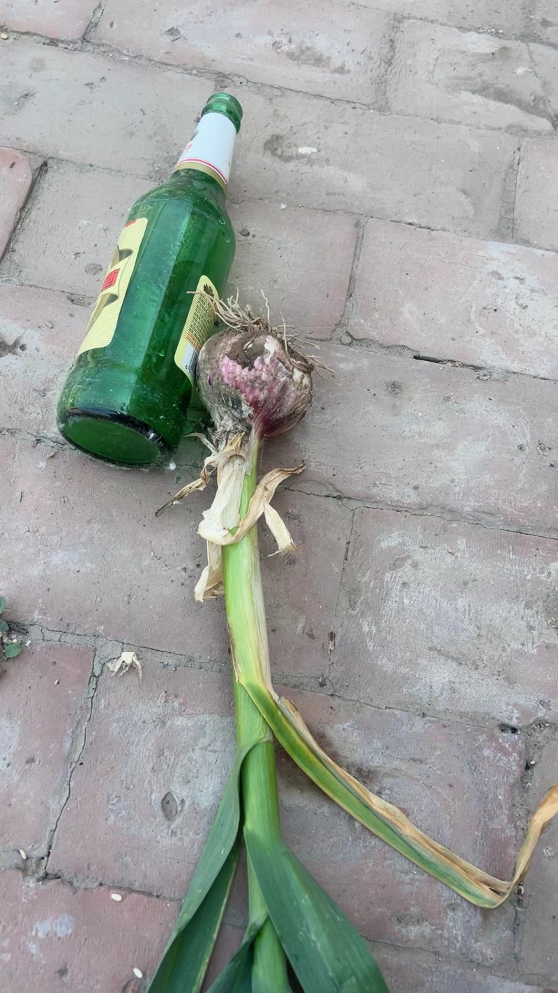 河北精品苗绿紫皮大蒜，产地直发，欢迎电话联系