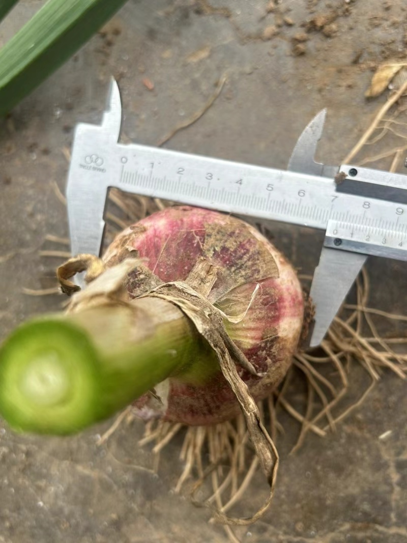 河北精品苗绿紫皮大蒜，产地直发，欢迎电话联系