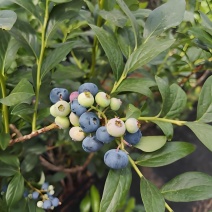 山东蓝莓，江苏蓝莓