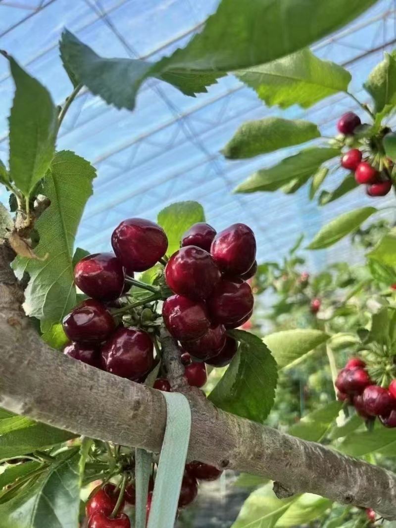 山东陆地大樱桃