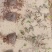 小叶扶芳藤