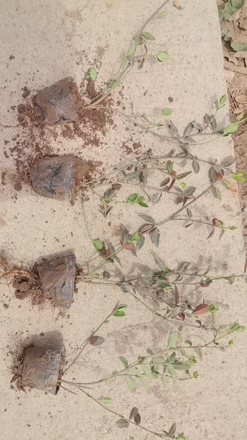 小叶扶芳藤