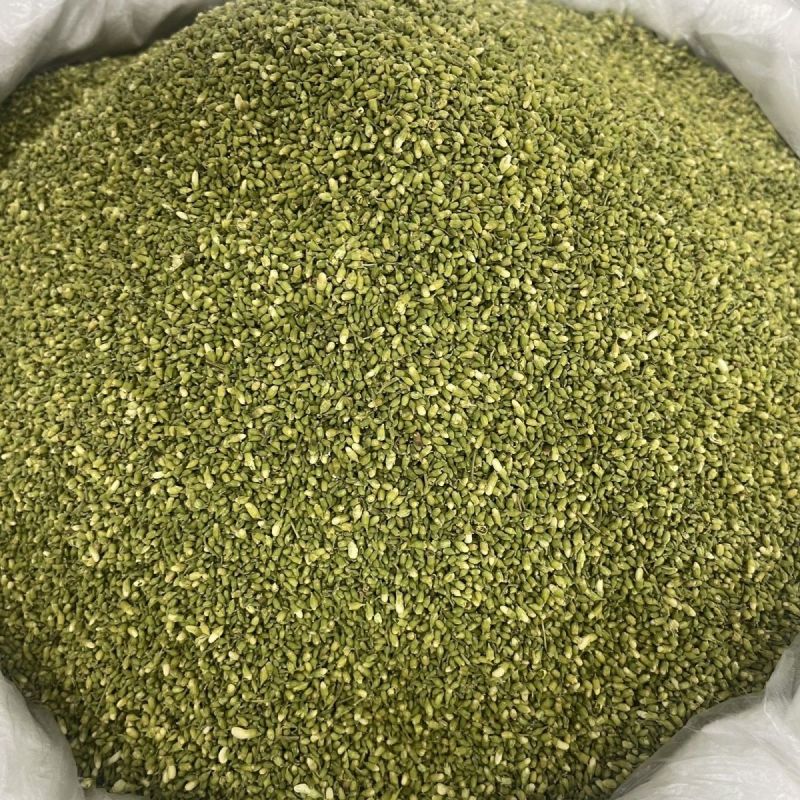 槐米子新货槐米槐树籽槐花米槐米茶新鲜无硫熏500克