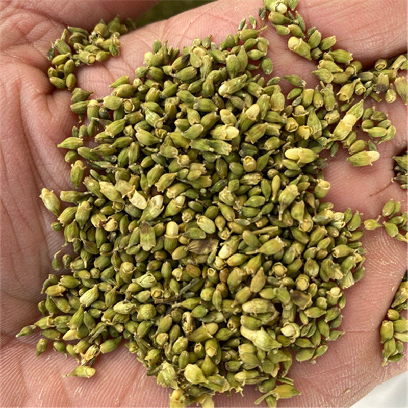 槐米子新货槐米槐树籽槐花米槐米茶新鲜无硫熏500克
