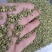 槐米子新货槐米槐树籽槐花米槐米茶新鲜无硫熏500克
