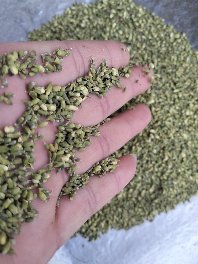 槐米子新货槐米槐树籽槐花米槐米茶新鲜无硫熏500克
