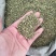 槐米子新货槐米槐树籽槐花米槐米茶新鲜无硫熏500克