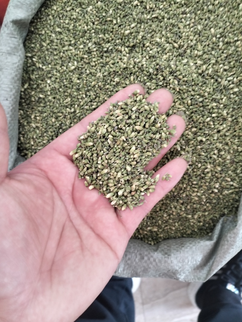 槐米子新货槐米槐树籽槐花米槐米茶新鲜无硫熏500克
